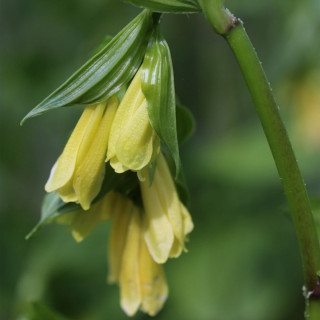 Диспорум желтый (Disporum flavum)