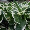 Хоста 'Patriot' (Hosta 'Patriot')