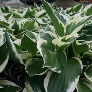 Хоста 'Patriot' (Hosta 'Patriot')