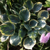 Хоста 'Pizzazz' (Hosta 'Pizzazz')