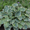 Хоста 'Pizzazz' (Hosta 'Pizzazz')