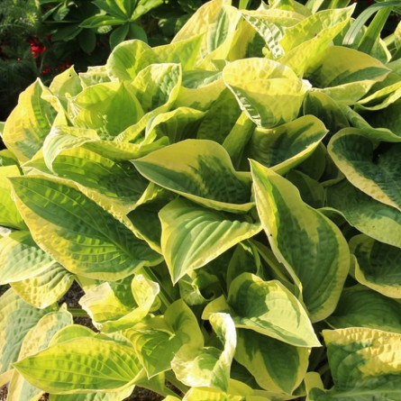 Хоста 'Wide Brim' (Hosta 'Wide Brim')