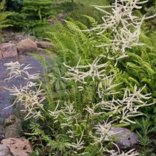 Волжанка двудомная 'Kneiffil' (Aruncus dioicus 'Kneiffii')