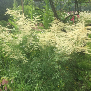 Волжанка двудомная 'Kneiffil' (Aruncus dioicus 'Kneiffii')