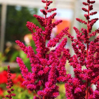 Астільба китайська 'Visions in Red' (Astilbe chin. 'Visions in Red')