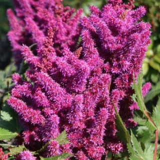 Астільба китайська 'Visions in Red' (Astilbe chin. 'Visions in Red')