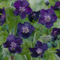 Журавець темний 'Raven' (Geranium phaeum 'Raven')