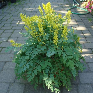 Ряст 'Canary Feathers' (Corydalis 'Canary Feathers')