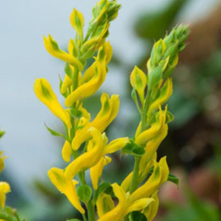 Ряст 'Canary Feathers' (Corydalis 'Canary Feathers')