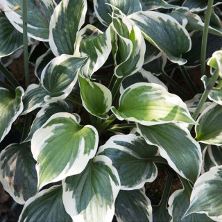 Хоста 'Minuteman' (Hosta 'Minuteman')