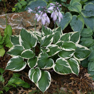 Хоста 'Minuteman' (Hosta 'Minuteman')