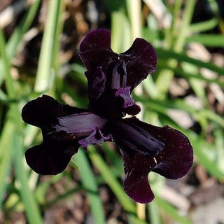 Ирис золотисторасписанный 'Black Form' (Iris chrysog. 'Black Form')