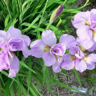 Ирис сибирский 'Kita no seiza' (Iris sib. 'Kita-No-Seiza')