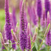 Вероника 'Purpleicious' (Veronica 'Purpleicious')