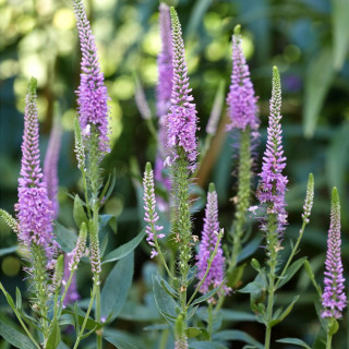 Вероника 'Purpleicious' (Veronica 'Purpleicious')