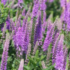 Вероника 'Purpleicious' (Veronica 'Purpleicious')