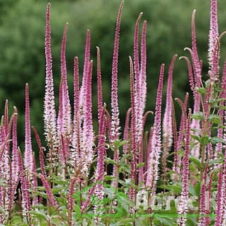 Вероникаструм виргинский 'Erica' (Veronicastrum virg. 'Erica')