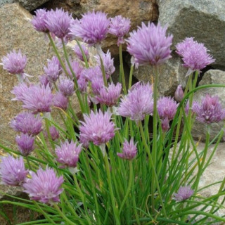 Шнитт-лук (Allium schoenoprasum)