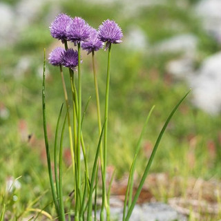 Шнитт-лук (Allium schoenoprasum)