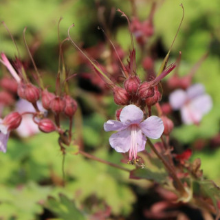 Герань кембриджская 'St. Ola' (Geranium cant. 'St Ola')