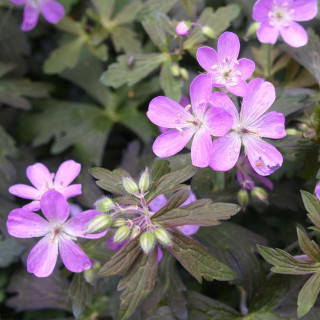 Герань пятнистая 'Espresso' (Geranium maculatum 'Espresso')