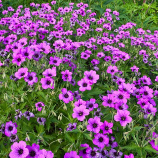 Герань 'Patricia' (Geranium 'Patricia')