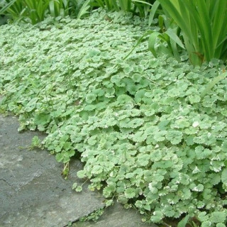Будра плющевидная 'Variegata' (Glechoma hederacea 'Variegata')