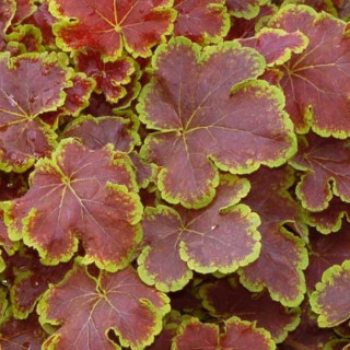 Гейхерелла 'Solar Eclipse' (Heucherella 'Solar Eclipse')