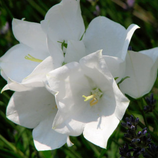Дзвоник персиколистий  'Alba' (Campanula pers. 'Alba')
