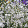 Дзвоник персиколистий  'Alba' (Campanula pers. 'Alba')