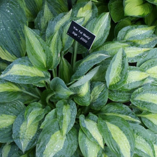 Хоста 'Kiwi Full Monty' (Hosta 'Kiwi Full Monty')