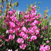 Чина широколистая 'Red Pearl' (Lathyrus latifolius 'Red Pearl')