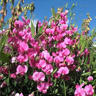 Чина широколиста 'Red Pearl' (Lathyrus latifolius 'Red Pearl')