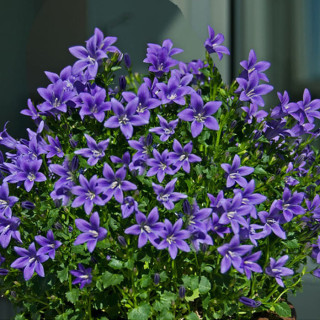 Дзвоник Пожарського 'Stella' (Campanula posch.  'Stella')