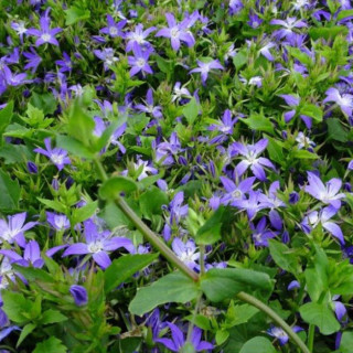 Дзвоник Пожарського 'Stella' (Campanula posch.  'Stella')