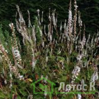 Горец свечевидный 'Alba' (Persicaria ampl. 'Alba')