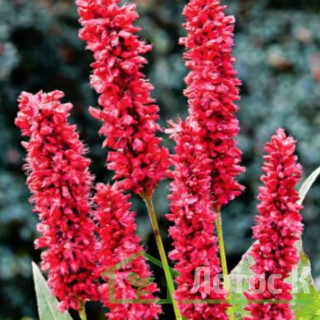 Горец свечевидный 'Fat Domino' (Persicaria ampl. 'Fat Domino') 