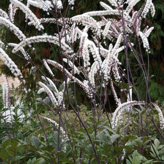 Клопогон ветвистый 'Atropurpurea' (Cimicifuga ramosa 'Atropurpurea')