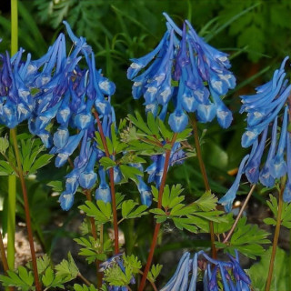 Ряст 'Craigton Blue' (Corydalis 'Craigton Blue')