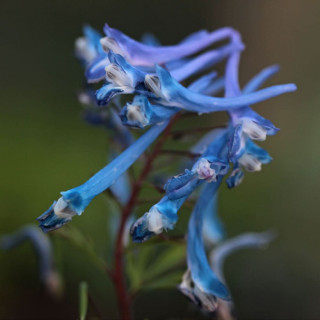 Ряст 'Craigton Blue' (Corydalis 'Craigton Blue')