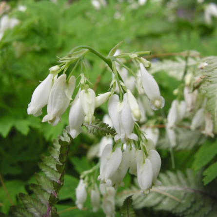 Діцентра 'Aurora' (Dicentra formosa 'Aurora')