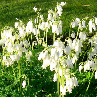 Діцентра 'Aurora' (Dicentra formosa 'Aurora')