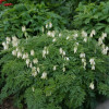 Діцентра 'Aurora' (Dicentra formosa 'Aurora')