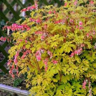 Діцентра чудова  'Goldheart' (Dicentra spectabilis 'Goldheart')