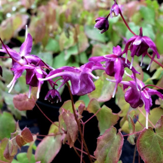 Горянка крупноцветковая 'Red beauty' (Epimedium grand. 'Red Beauty')
