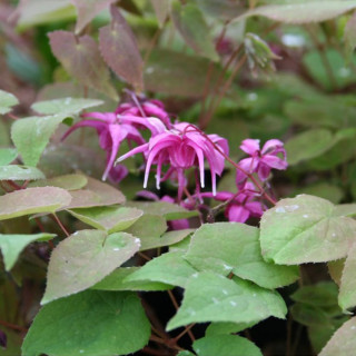 Горянка крупноцветковая 'Red beauty' (Epimedium grand. 'Red Beauty')