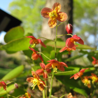 Горянка 'Еllen Willmot' (Epimedium warl. 'Ellen Willmott')