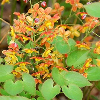 Горянка 'Еllen Willmot' (Epimedium warl. 'Ellen Willmott')