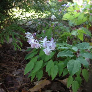 Горянка Юнга 'Roseum' (Epimedium youngianum 'Roseum')