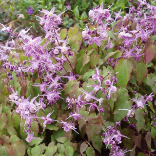Горянка Юнга 'Roseum' (Epimedium youngianum 'Roseum')